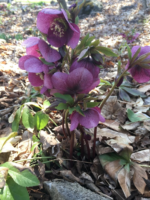 Hellebore Akka April 23 last flower