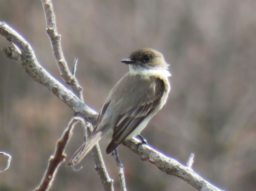 Eastern Phoebe